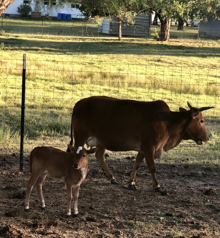 Double Dream Ranch Zebu for sale
