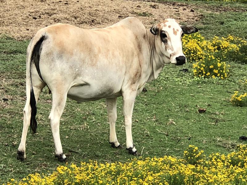 Double Dream Ranch Zebu for sale